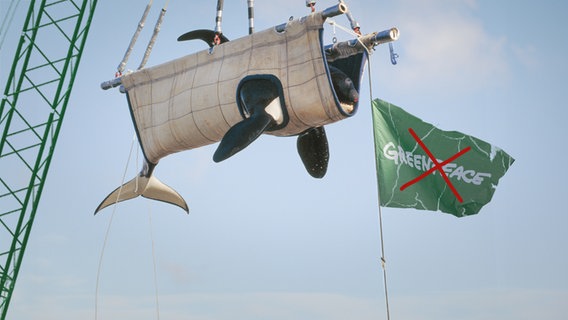 Ein von Greenpeace geretteter Wahl. (extra 3 vom 26.10.2023 im Ersten) © NDR 