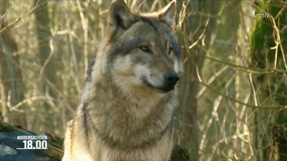 Ein Wolf in freier Wildbahn. (Archivbild) © Screenshot 