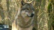 Ein Wolf in freier Wildbahn. (Archivbild) © Screenshot 