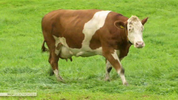 Eine braunweiße Kuh läuft über eine Weide © Screenshot 