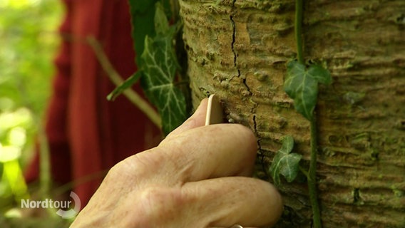 Eine Hand spatelt ein kleines Stück Rinde von einem Baum in einem Wald ab. © Screenshot 