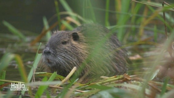 Ein Nutria, eine Nagerart, beobachtet aufmerksam seine Umgebung im Schilf eines Sees. © Screenshot 