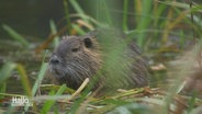 Ein Nutria, eine Nagerart, beobachtet aufmerksam seine Umgebung im Schilf eines Sees. © Screenshot 