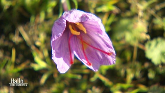 Eine Safran-Blüte. © Screenshot 