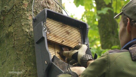 Eine Person, die eine Fledermaus in einen Kasten steckt, der am Baum hängt. © Screenshot 