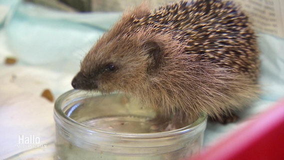 Ein kleiner Igel trinkt aus einem Wasserschälchen. © Screenshot 