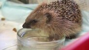 Ein kleiner Igel trinkt aus einem Wasserschälchen. © Screenshot 