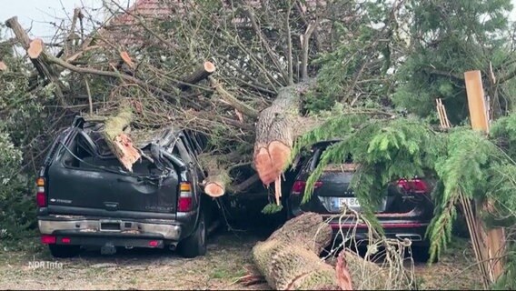 Umgestürzte Bäume liegen auf Autos. © Screenshot 