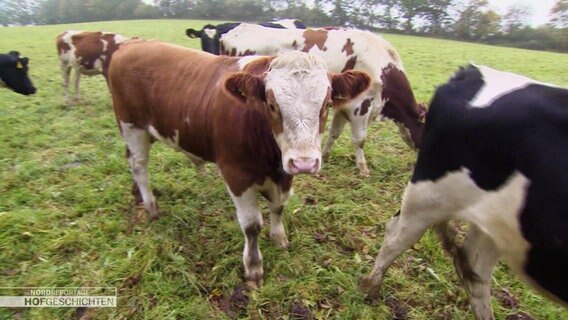 Blick auf Rinder, die auf eine Wiese stehen. Einige haben schwarz-weißes Fell, andere braun-weißes. © Screenshot 