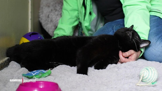 Eine schwarze Katze liegt in den sie kraulenden Armen einer Person. © Screenshot 