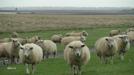 Mehrere Schafe am Deich. © Screenshot 