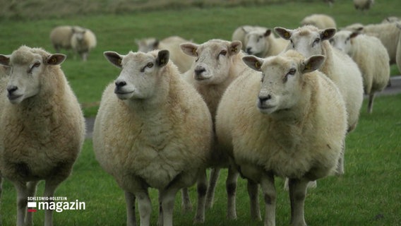 Mehrere Schafe. © Screenshot 