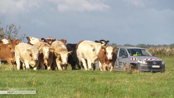Kühe werden mit einem Auto über eine Weide getrieben. © Screenshot 