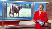 Moderatorin Kathrin Kampmann neben dem eingeblendeten Bild eines Galloway-Kalbes. © Screenshot 