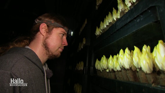 Landwirt Stephan Klünemann mit einer Stirnlampe in einer dunklen Halle vor Regalen mit Chicorée. © Screenshot 