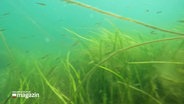 Eine Seegraswiese unter Wasser. © Screenshot 