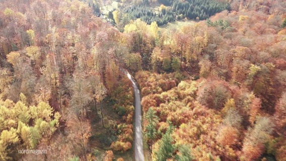 Vogelperspektive: Eine Straße schlängelt sich durch einen herbstlich verfärbten Wald. © Screenshot 