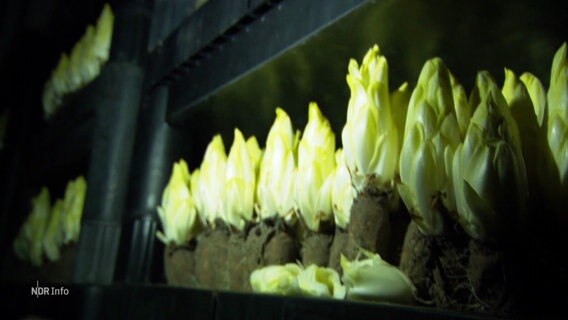 Chicorée wächst im Dunkeln in Regalen. © Screenshot 