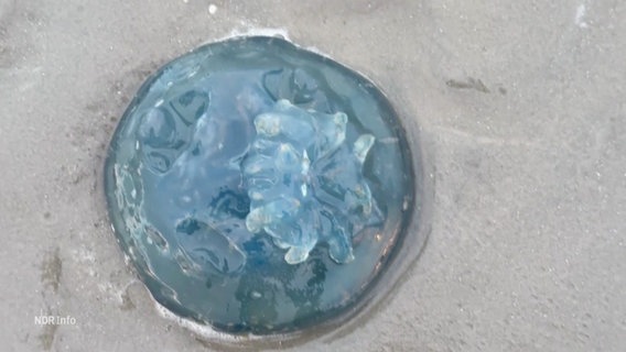 Eine angespülte, bläulich schimmernde Wurzelmund-Qualle am Strand. © Screenshot 