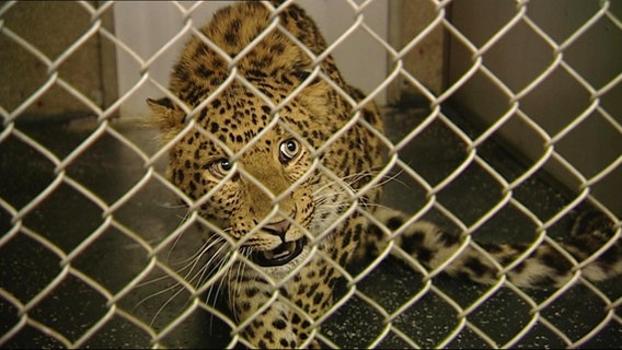 Ein Leopard sitzt in einem Käfig. © Screenshot 