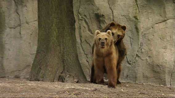 Zwei Bären in einem Gehege. © Screenshot 