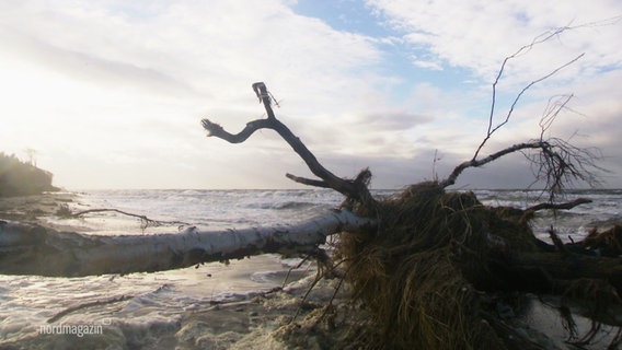 Entwurzelte Bäume liegen an einem Strandabschnitt. © Screenshot 