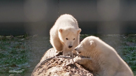 Die Eisbären "Skadi" und "Kaja" © Screenshot 