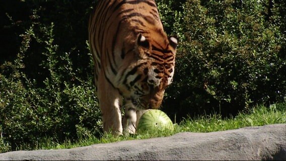 Ein Tiger riecht an einer Melone. © Screenshot 