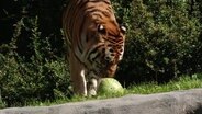 Ein Tiger riecht an einer Melone. © Screenshot 