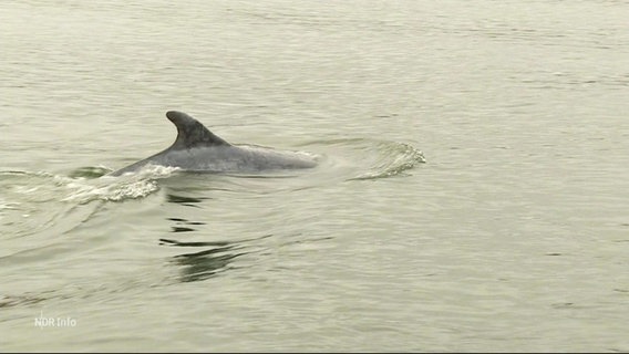 Eine Delphinflosse ragt aus dem Wasser. © Screenshot 