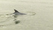 Eine Delphinflosse ragt aus dem Wasser. © Screenshot 