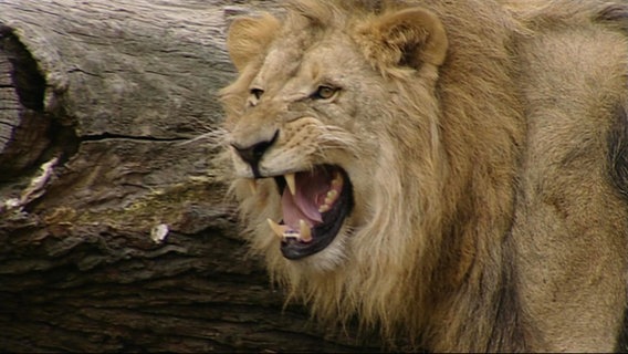 Ein Löwe mit offenem Maul sieht gefährlich aus. © Screenshot 