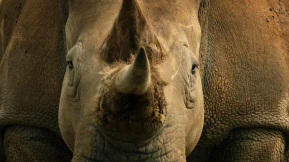 Großaufnahme von einem Nashorn das direkt in die Kamera schaut. © Screenshot 