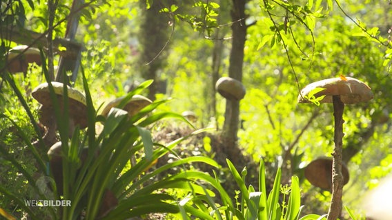 Große Pilze wachsen auf grünem Waldboden. © Screenshot 