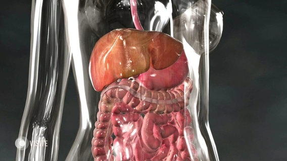 Modell der inneren Organe. © Screenshot 
