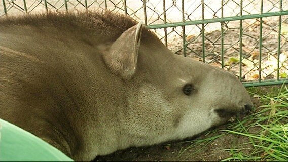 Eine Nahaufnahme eines Tapirs. © Screenshot 