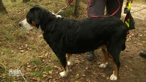 Ein Hund der Rettungshundestaffel im Landkreis Osterholz. © Screenshot 