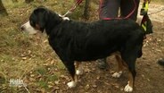 Ein Hund der Rettungshundestaffel im Landkreis Osterholz. © Screenshot 