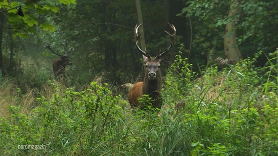 Zwei Hirsche im Wald. © Screenshot 