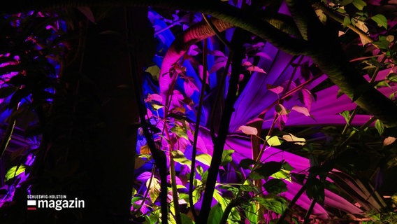 Lichtinstallation im Botanischen Garten lässt exotische Pflanzen bunt aufleuchten. © Screenshot 