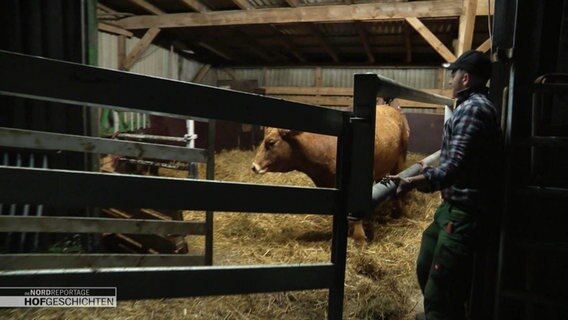 Ein Rind steht in einem Stall vor einer Rampe, ein Mann steht hinter einem Zaun. © Screenshot 