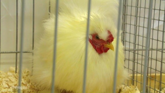 Ein Huhn in einem Käfig. © Screenshot 