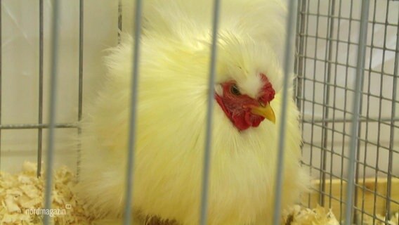 Ein Huhn in einem Käfig. © Screenshot 