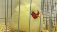 Ein Huhn in einem Käfig. © Screenshot 