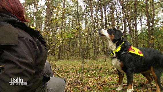 Ein Rettungshund mit einer Person im Wald. © Screenshot 