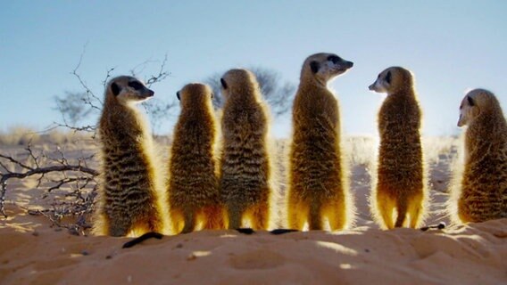 Sechs Erdmännchen in der freien Wildbahn von hinten zu sehen, die sich nebeinander auf ihre Hinterläufe gesetzt haben und entweder nach vorn in die Abendsonne oder wachsam zur Seite schauen. © Screenshot 