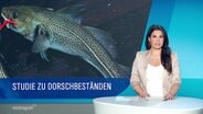 Nachrichtensprecherin Eva-Maria Guhl im Studio, links von ihr ein Bild von einem Dorsch mit der Unterschrift: "Studie zu Dorschbeständen". © Screenshot 