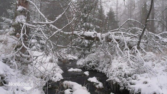 Ein verschneiter Wald, durch den ein Bach fließt. © Screenshot 