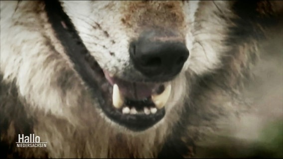 Die Zähne eines Wolfes. © Screenshot 