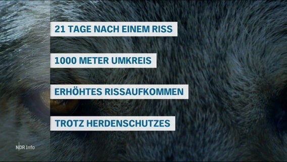 Das Auge eines Wolfes in der Nahaufnahme und die Regeln zum Abschuss davor montiert. © Screenshot 